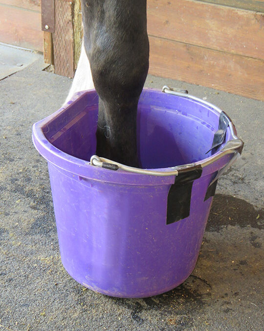 “To Soak or Not to Soak”: The Truth Behind Treating Hoof Abscesses