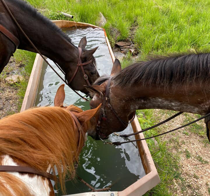 HOT TOPIC: Preventing Heat Stress in Horses