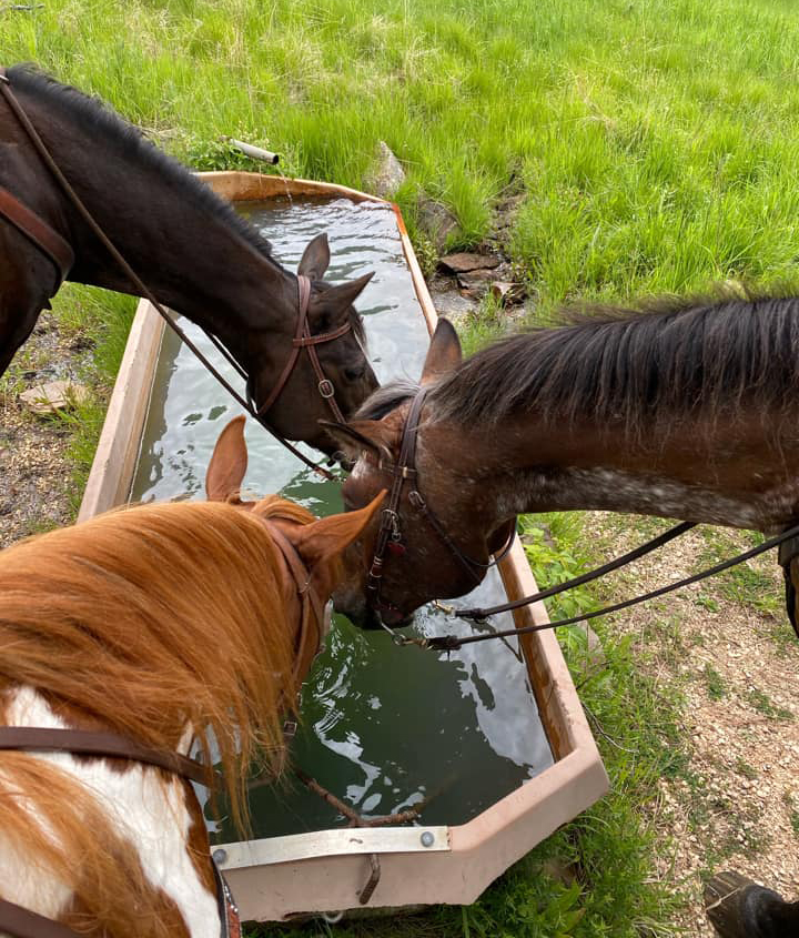 HOT TOPIC: Preventing Heat Stress in Horses