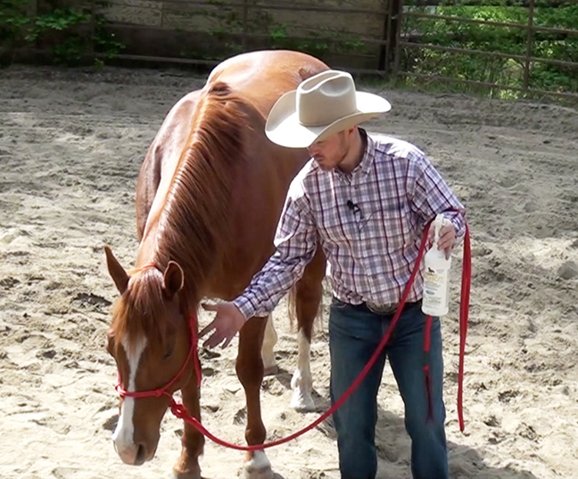Solving the Fly-Spray Freakout: How to get your horse to calmly accept being sprayed or hosed