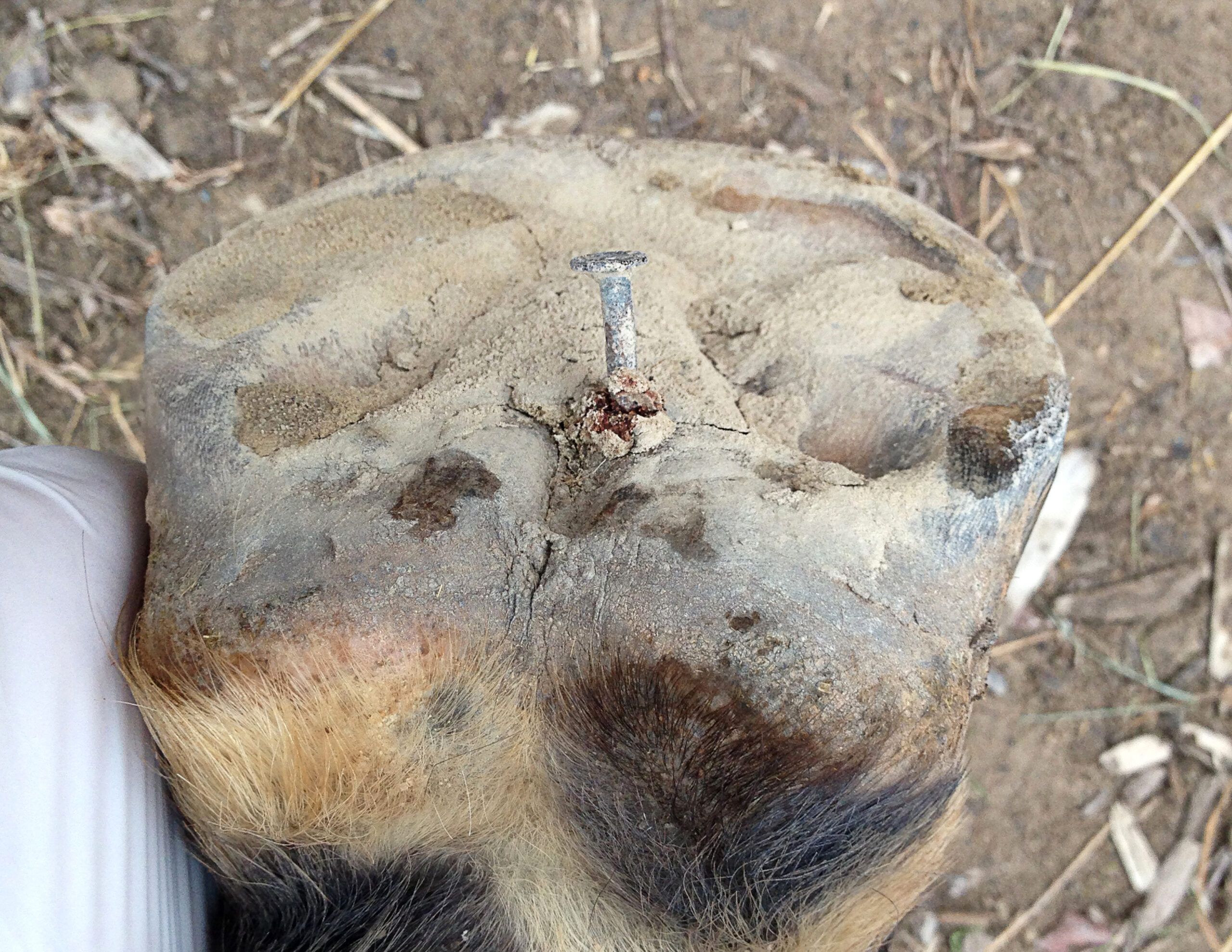 Puncture Wounds of the Hoof: What to do, What not to do