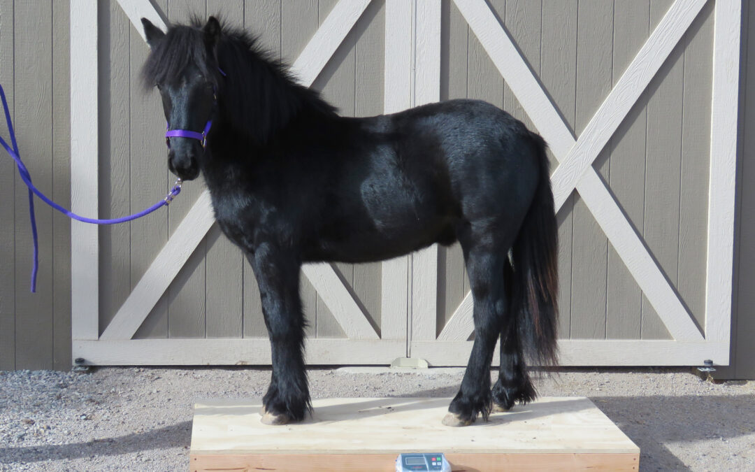 Weighty Matters: A horse scale you can afford, and why you need one!