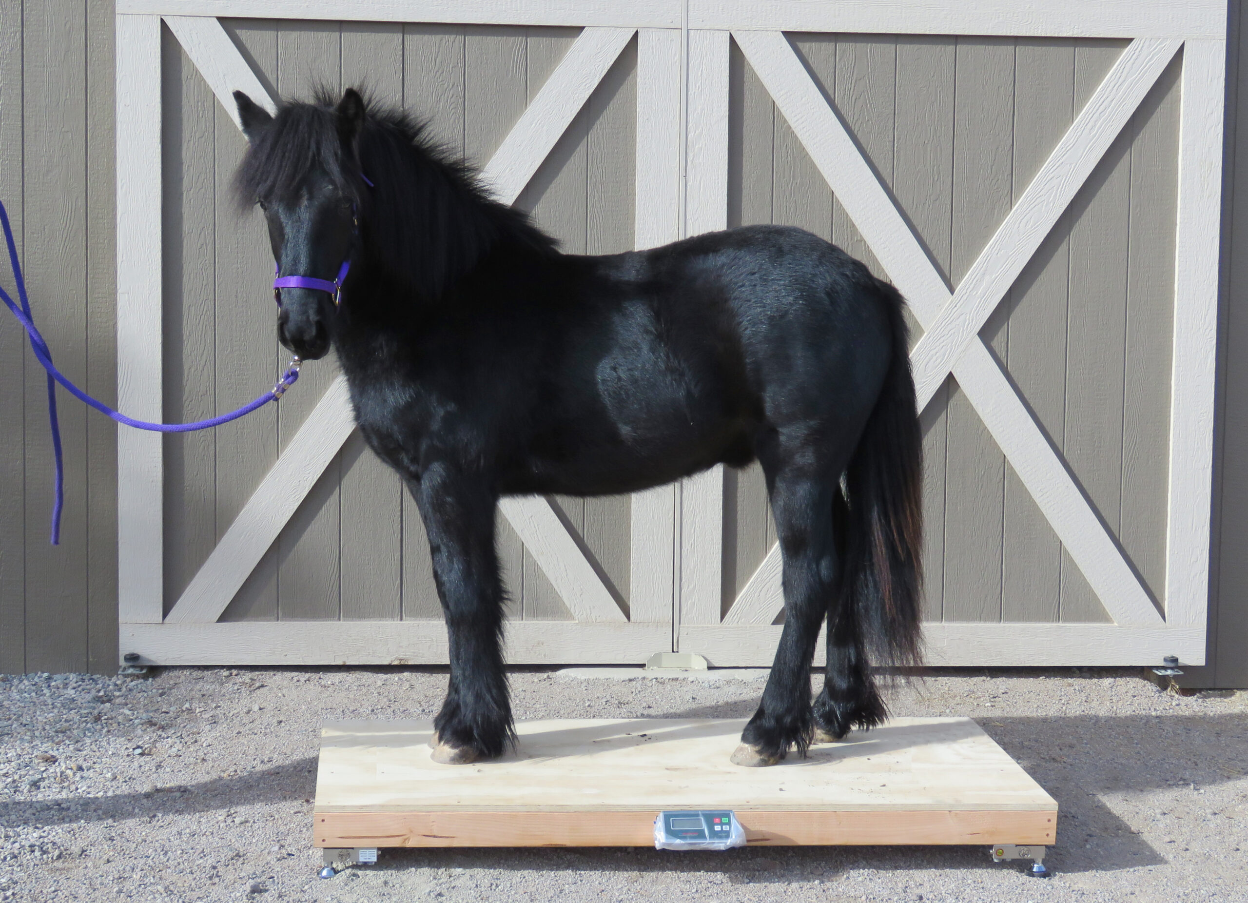 Weighty Matters: A horse scale you can afford, and why you need one!